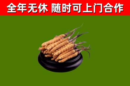 瓜州烟酒回收冬虫夏草.jpg